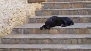 Illustration : Un chien essaye de réanimer son congénère, percuté par un véhicule