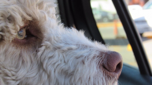 Illustration : Grau-du-Roi, un homme arrêté après le décès de son chien laissé dans la voiture