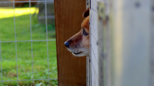 Illustration : Condamné à 6 mois de prison pour avoir tué un chien