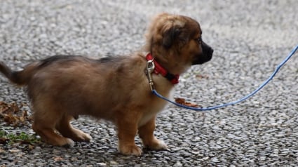 Illustration : Caen : Un homme escroque une femme lors de la vente de son chien