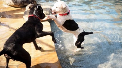 Illustration : Un complexe animalier organise une fête pour les chiens de refuge