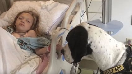 Illustration : Une jeune fille offre le meilleur jour de sa vie au chien qui lui a permis de remarcher