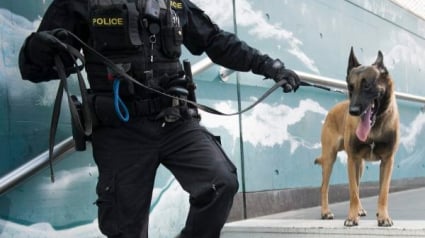 Illustration : Suisse : Un conducteur en état d’ivresse arrêté grâce au chien de la police