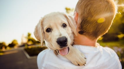 Illustration : 10 manières pour un chien de montrer son amour