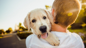 Illustration : 10 manières pour un chien de montrer son amour