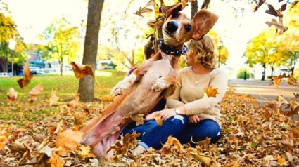 Illustration : 14 chiens qui excellent dans l’art du photobombing