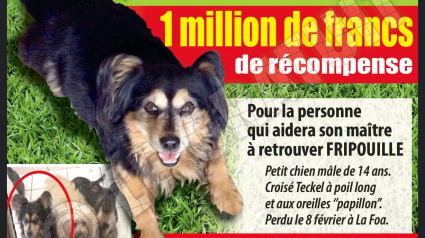 Illustration : Nouvelle-Calédonie : Une récompense de plus de 8000 euros pour un chien perdu