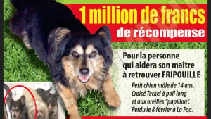 Illustration : Nouvelle-Calédonie : Une récompense de plus de 8000 euros pour un chien perdu