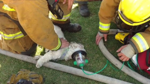 Illustration : Etats-Unis : Des pompiers sauvent un chien après un incendie grâce à un masque à oxygène adapté