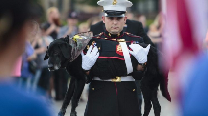 Illustration : Etats-Unis : émouvante cérémonie d’adieux pour un chien des Marines 