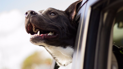 Illustration : Canada : Un chien meurt dans un accident de voiture