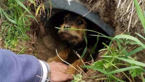 Illustration : Une chienne aux pattes fracturées sauvée d’un fossé où elle a vécu toute seule