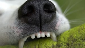 Illustration : 7 façons de nettoyer les dents de votre chien