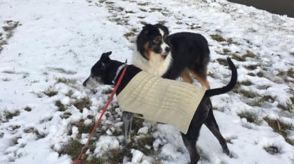 Illustration : Chaque jour, depuis leur rencontre, ce chien vient rendre visite à son ami