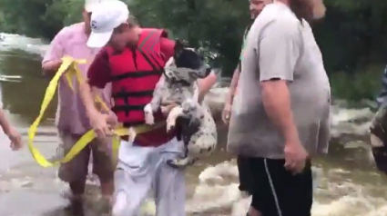 Illustration : Des Texans se mobilisent pour sauver un chien piégé par les inondations après l’ouragan Harvey