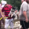 Illustration : Des Texans se mobilisent pour sauver un chien piégé par les inondations après l’ouragan Harvey