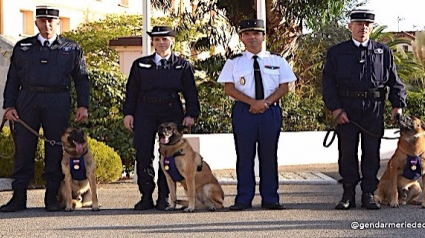 Illustration : 3 chiens de la gendarmerie de Corse reçoivent la médaille de la Défense nationale