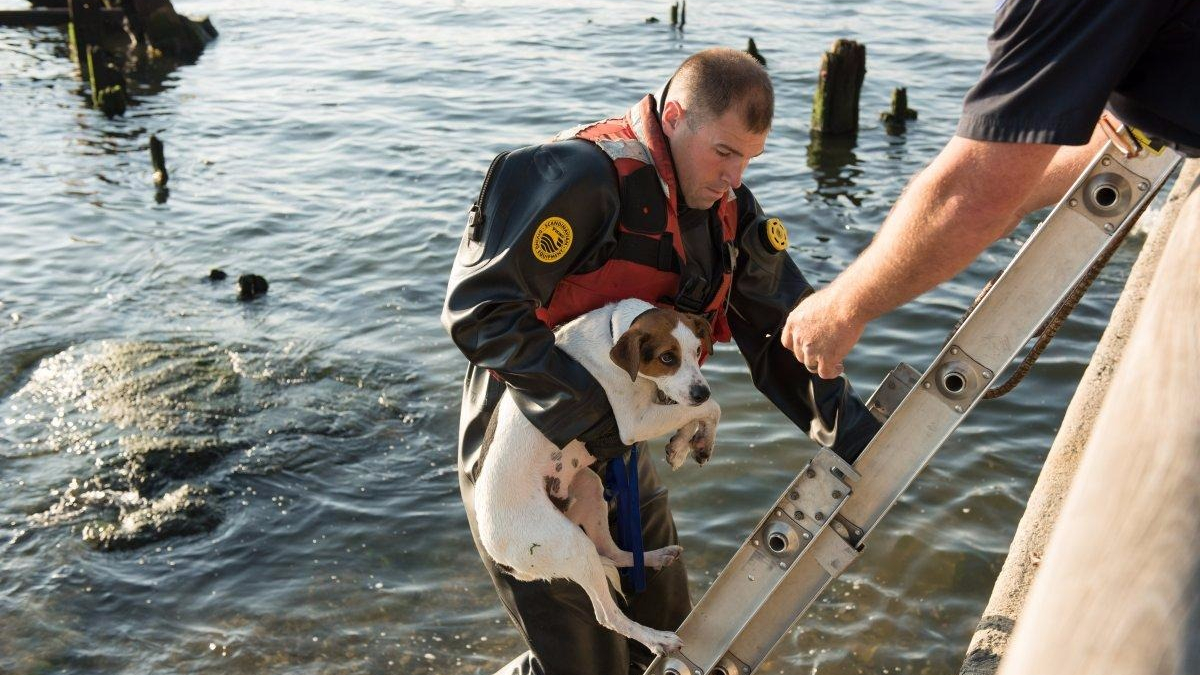 Illustration : "New York : Un policier sauve un chien coincé sur un rocher au milieu de l’East River"