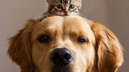 Illustration : 18 photos qui prouvent que chiens et chats peuvent être d’excellents amis