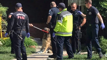 Illustration : Etats-Unis : Les pompiers maîtrisent un chien qui a mordu 3 personnes dont son maître