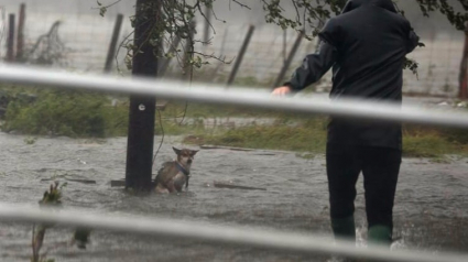 Illustration : Ouragan Harvey : Une chienne attachée à un poteau dans une zone inondée, libérée par un photographe