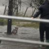 Illustration : Ouragan Harvey : Une chienne attachée à un poteau dans une zone inondée, libérée par un photographe