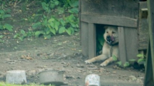 Illustration : Enchaîné toute sa vie, ce chien a couru pour la toute première fois