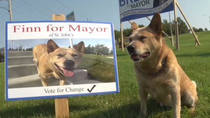 Illustration : Canada : Un chien candidat aux municipales