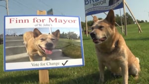 Illustration : Canada : Un chien candidat aux municipales