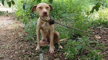 Illustration : Abandonnée en pleine forêt et attachée à un arbre, cette chienne devait survivre pour ses petits