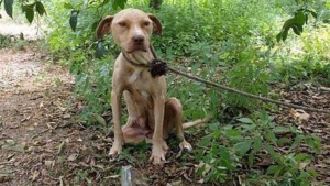 Illustration : Abandonnée en pleine forêt et attachée à un arbre, cette chienne devait survivre pour ses petits