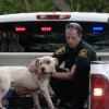 Illustration : Floride : Des policiers ignorent le protocole pour porter secours à des chiens