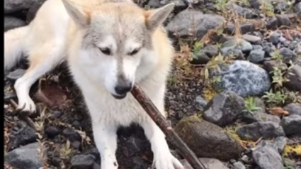 Illustration : Canada : Un chasseur abat un chien de thérapie sous les yeux de son maître