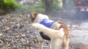 Illustration : En Thaïlande, on envisage de munir les chiens errants de caméras pour surveiller les rues