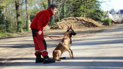 Illustration : Loire-Atlantique : Icare, chien-pompier héroïque, a sauvé 2 personnes en 2 semaines