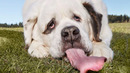 Illustration : Record officiel de la langue canine la plus longue au monde pour une femelle Saint-Bernard