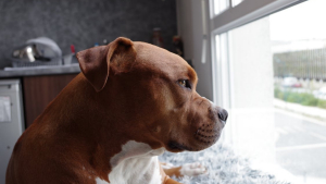 Illustration : La Celle-Saint-Cloud (78) : 2 personnes hospitalisées après l'attaque d'un chien