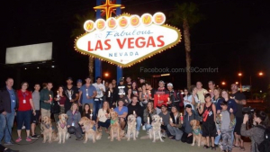 Illustration : Las Vegas : Des chiens venus des 4 coins du pays pour réconforter les survivants