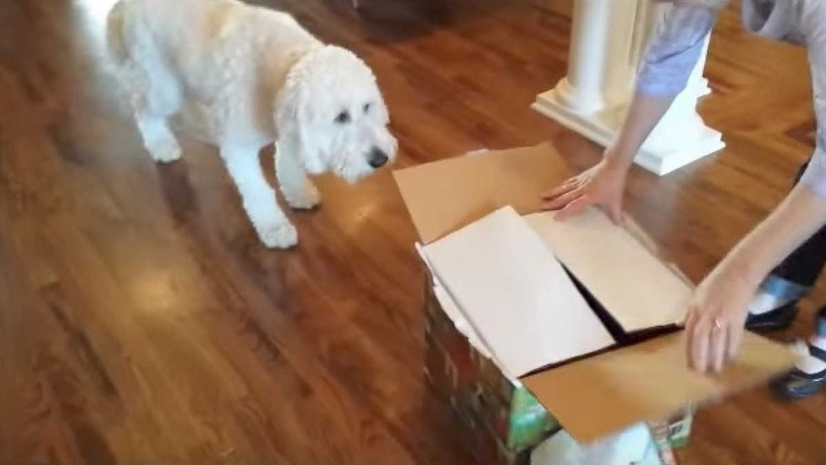 Illustration : "Un chien reçoit une magnifique surprise pour son anniversaire"