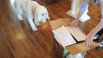 Illustration : Un chien reçoit une magnifique surprise pour son anniversaire