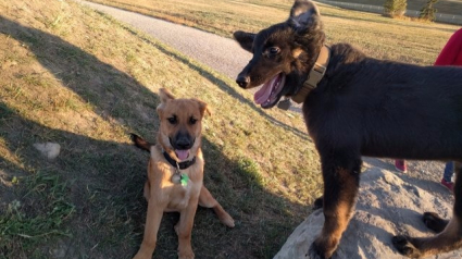 Illustration : 2 chiots se croisent au parc, leurs propriétaires découvrent qu'ils sont frères