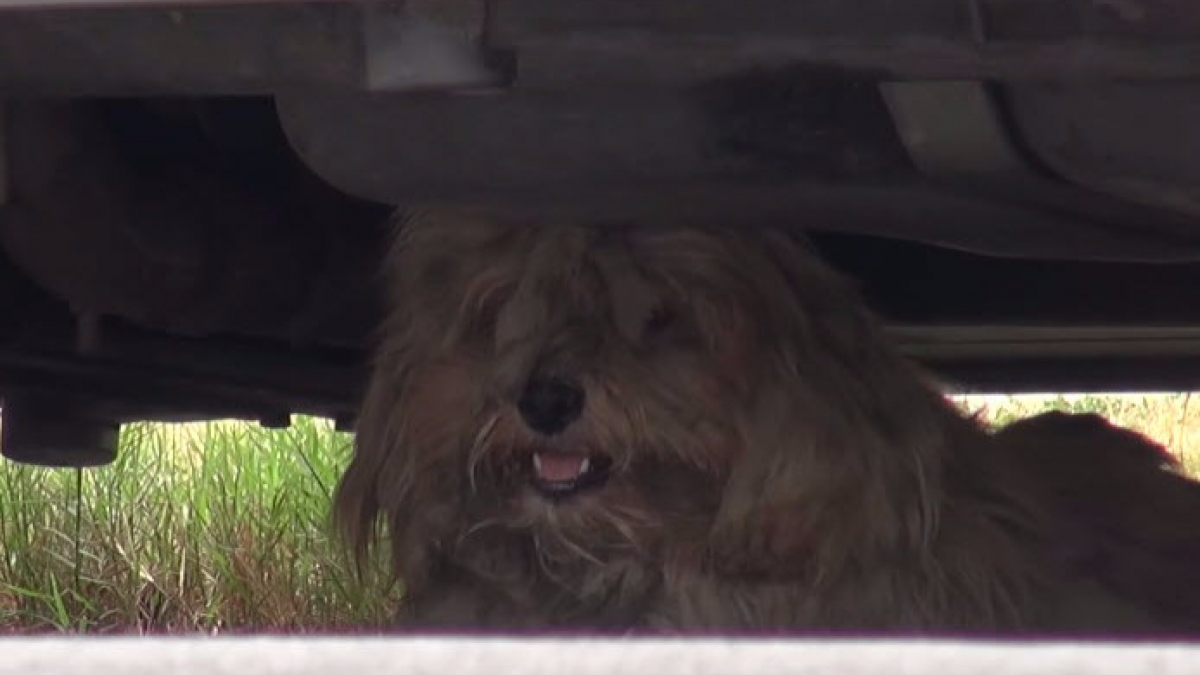 Illustration : "Nouveau départ pour ce chien qui n'avait connu la tendresse humaine"