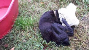 Illustration : Haute-Garonne : Une chienne blessée découverte dans un fossé