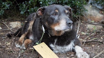 Illustration : Après une fugue, un vieux chien revient avec une note attachée au collier relatant son acte héroïque !