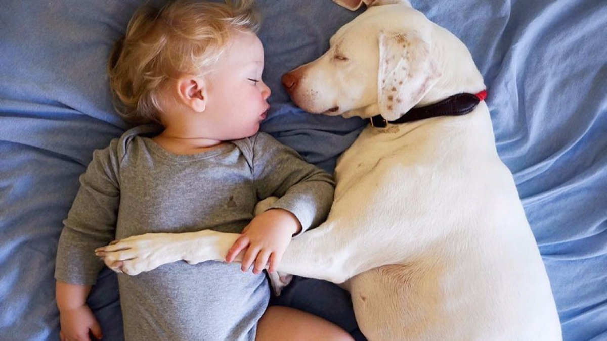 Illustration : "Autrefois maltraitée, cette chienne qui avait peur de tous, n'a pas peur de ce bébé"