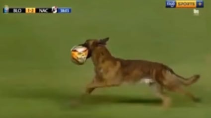 Illustration : Bolivie : Le chien de la police interrompt un match de football