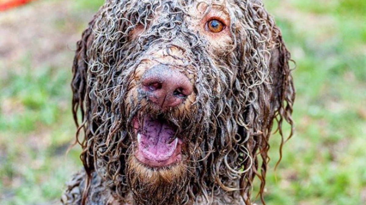 Faut-il laisser jouer le chien dans la piscine ? Quels risques ?