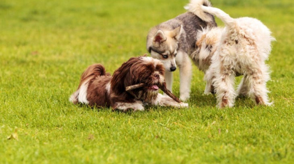 Illustration : 10 règles à suivre lorsque vous promenez votre chien au parc