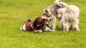 Illustration : 10 règles à suivre lorsque vous promenez votre chien au parc