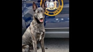 Illustration : Etats-Unis : Un chien de la police d’Etat de New York a disparu